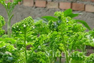 芥蓝菜,芥蓝菜要焯水吗?