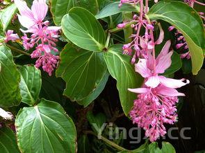 野菜种类介绍大全，各种野菜图片