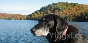 羊的肾长什么样子，羊的肾在哪里