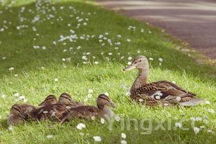 羊的肾长什么样子,羊的肾在哪里