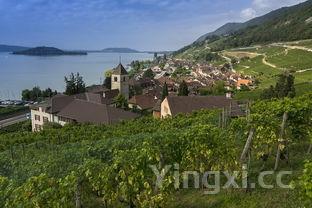 如何购买法国葡萄庄园，法国葡萄园酒庄图片