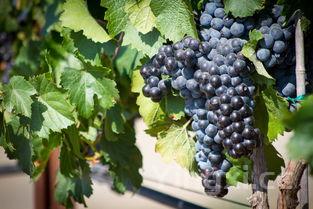 如何理解酿酒葡萄品种，如何理解酿酒葡萄品种的特点