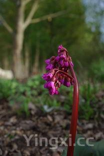紫薯吃法最简单的吃法不用发面,紫薯吃法最简单的吃法