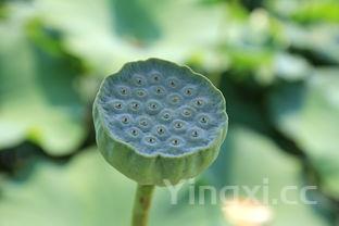 四特莲四价格，四特莲四怎么样