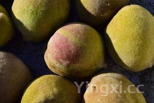 每天吃杏仁的神奇功效，杏仁最安全的吃法