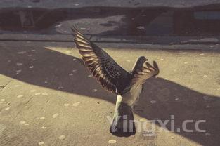 巨枪乌贼图片,巨枪乌贼图片真实