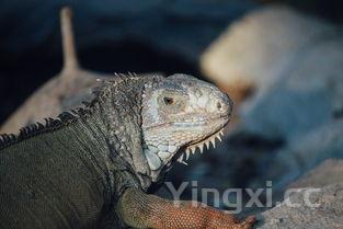 巨枪乌贼图片,巨枪乌贼图片真实