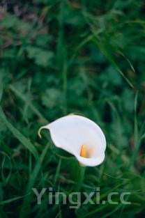 百合最简单的吃法有哪些,适合和什么食材一起炖?,百合最简单的吃法