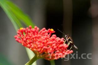 石斛的功效与作用及禁忌症，石斛的功效与作用及禁忌