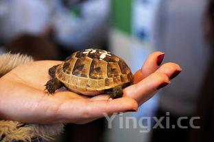 三种人不能吃甲鱼，女人吃甲鱼的坏处