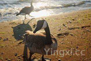 三种人不能吃甲鱼,女人吃甲鱼的坏处