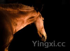 三种人不能吃甲鱼,女人吃甲鱼的坏处