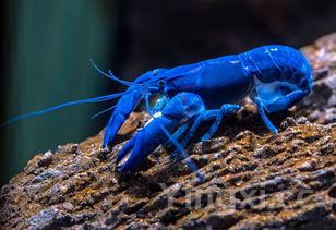 夏季美食麻辣小龙虾，麻辣小龙虾的介绍