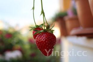 草莓的10种吃法,草莓的吃法大全简单