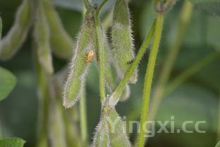 黄豆怎么发豆芽?,黄豆怎么发豆芽