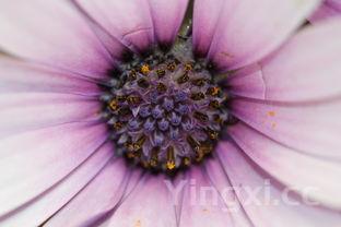 小青花价格图,小青花多少钱一斤