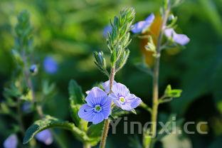 小青花价格图,小青花多少钱一斤