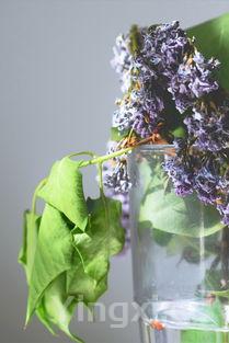 桑葚酒几天可以发酵结束,桑葚酒多久能喝