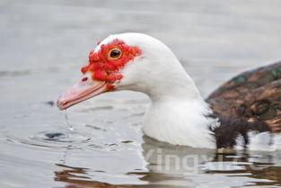 鲶鱼图片怎么做好吃，鲶鱼图片怎么做好吃又简单