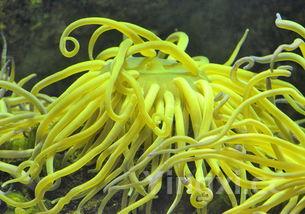 蛹虫草的价格,蛹虫草价位