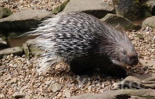 多宝鱼怎样杀，多宝鱼怎么杀