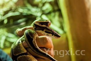 泥鳅怎么杀,泥鳅怎么养