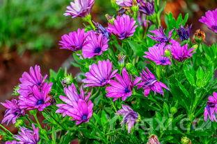 苏酒天锦哪里买到,苏酒地锦好价