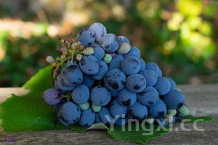 法国的葡萄品种大全,法国葡萄的品种有哪些