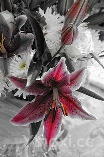 详细阅读:鲜百合的吃法和做法家常,鲜百合的吃法和做法 鲜百合的吃法和做法家常,鲜百合的吃法和做法