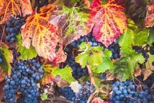 慕斯卡葡萄口感如何,智利慕斯卡葡萄