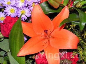 详细阅读:鲜百合的10种吃法,生百合的吃法和做法 鲜百合的10种吃法,生百合的吃法和做法