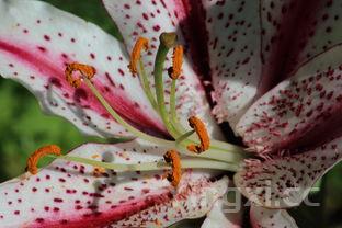 鲜百合的10种吃法,生百合的吃法和做法