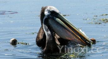 死了的大闸蟹处理方法,死了的大闸蟹能吃吗 知乎