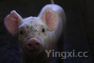 猪扒肉是哪里的肉,猪扒肉是哪个部位图片