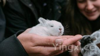 河豚图片可爱,河豚图片