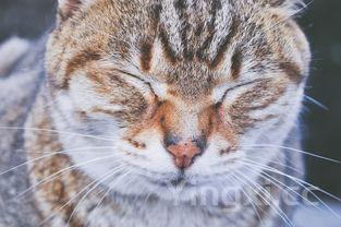 河豚图片可爱,河豚图片