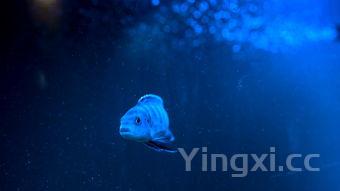 河豚图片可爱,河豚图片