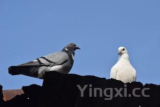 清炖鸽子汤的功效与作用,清炖鸽子汤的做法鸽子汤怎么做