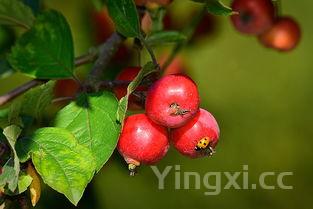 葡萄如何去农残,残次葡萄怎么处理