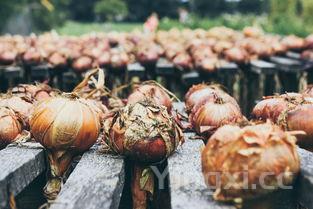 干大蒜做糖醋蒜的做法视频，干大蒜做糖醋蒜的做法