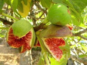 无花果露酒的药用价值,无花果露酒口味如何