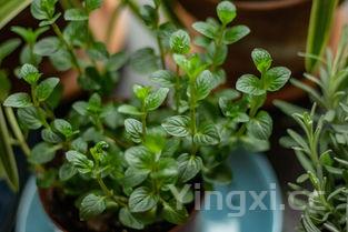 烧仙草植物长什么样，烧仙草植物图片