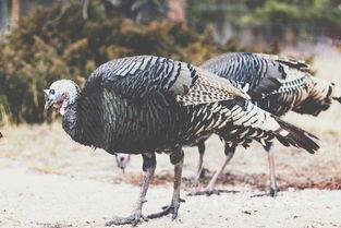 烤火鸡图片,圣诞烤火鸡图片