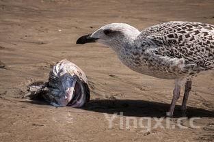 甲鱼的100种做法，甲鱼的做法及食用方法