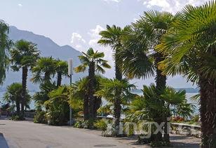 武汉罗纳河谷小区物业公司,武汉罗纳河谷在哪里