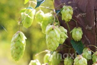 酿果酒需要哪些原料,酿果酒技术