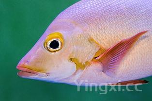 抗癌最好的鱼类,抗癌四种鱼