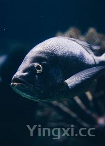 抗癌最好的鱼类,抗癌四种鱼