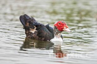 火鸡的做法大全图片,火鸡的做法大全