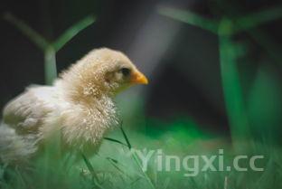 火鸡的做法大全图片,火鸡的做法大全